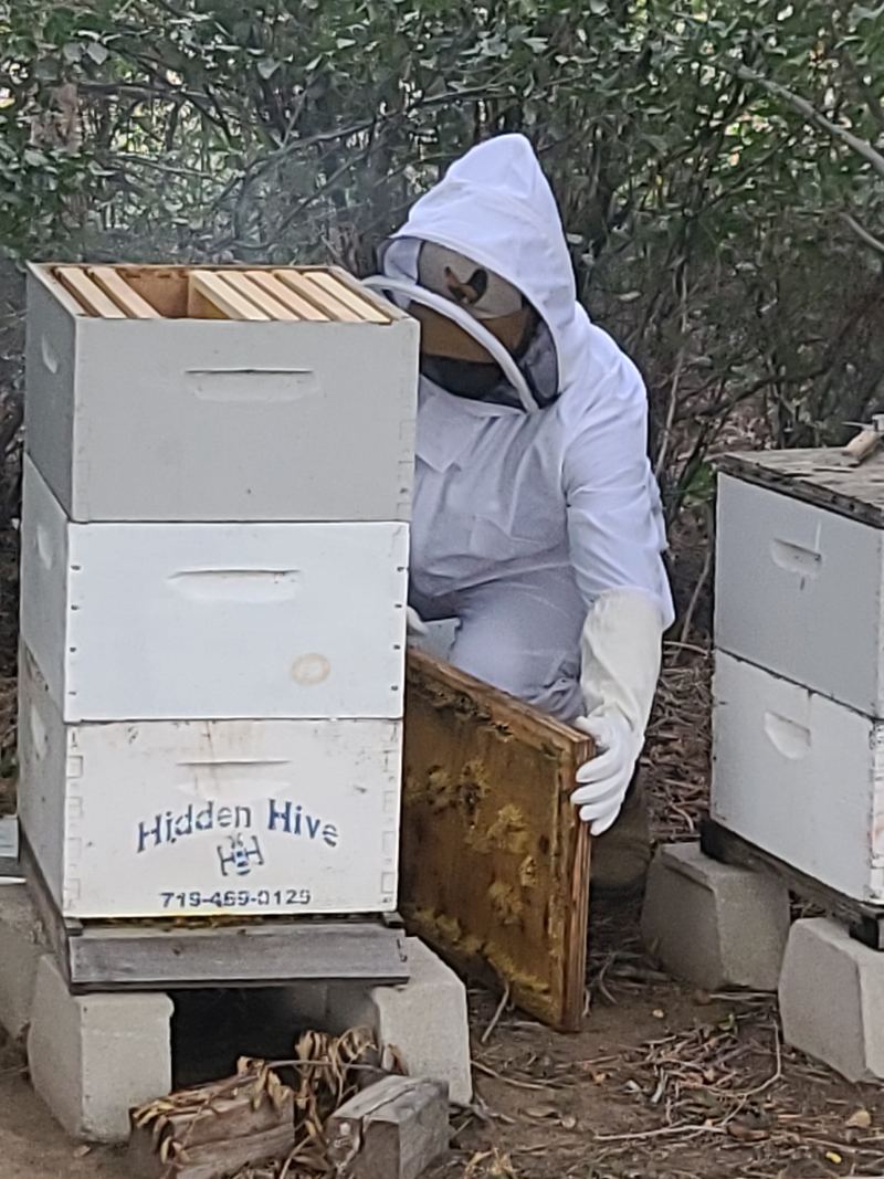 Wesley in a bee suit checking a hive frame