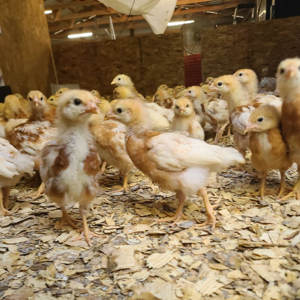 Young hens from our flock in the barn