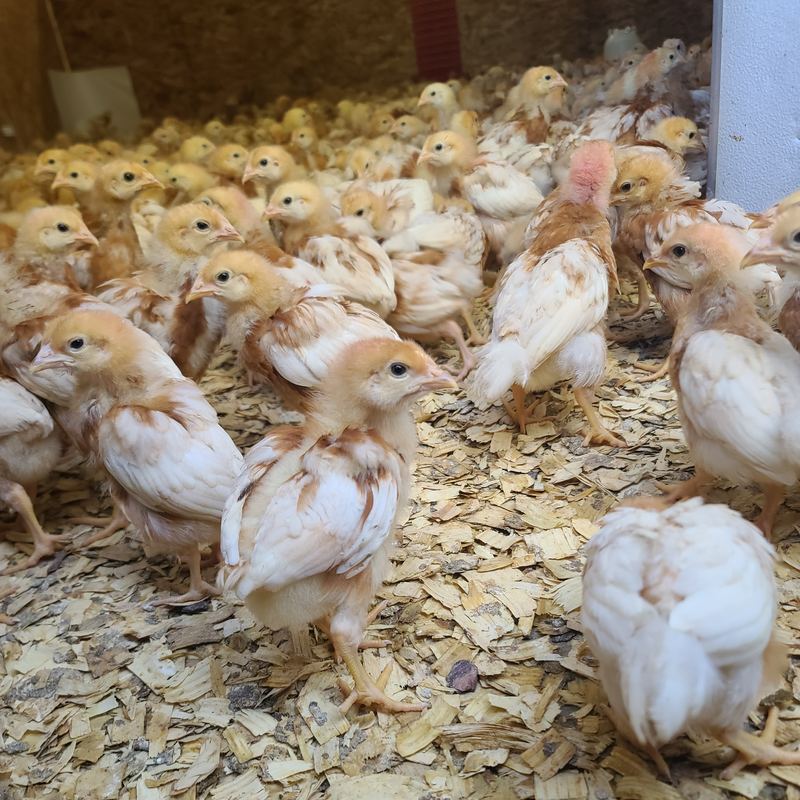 Young hens from our first flock
