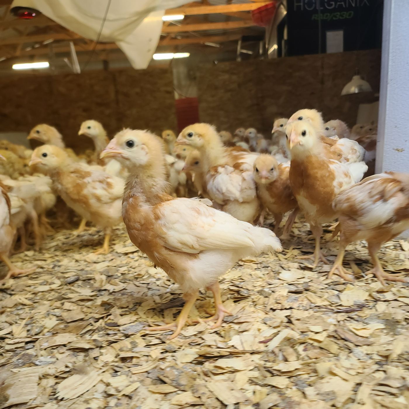A young hen from our first flock standing in the barn
