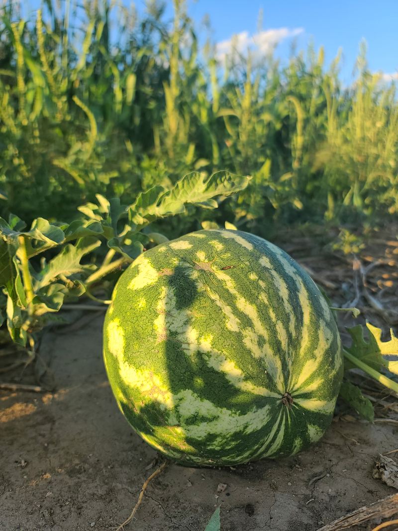 Watermelon ripening in the field